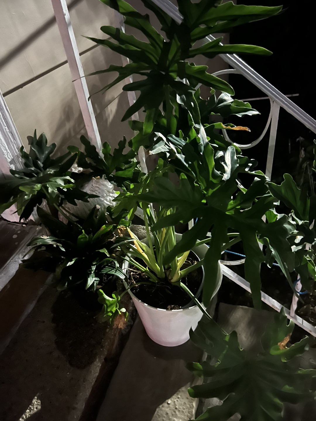 Plant from IKEA for $40 - photo 2