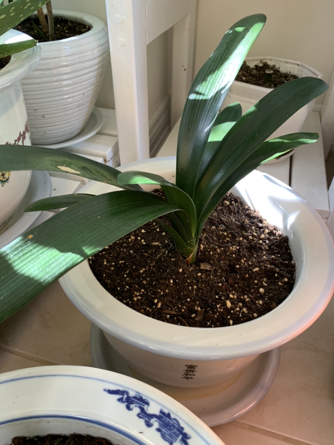 Large Clivia in Ceramic Pot - photo 3