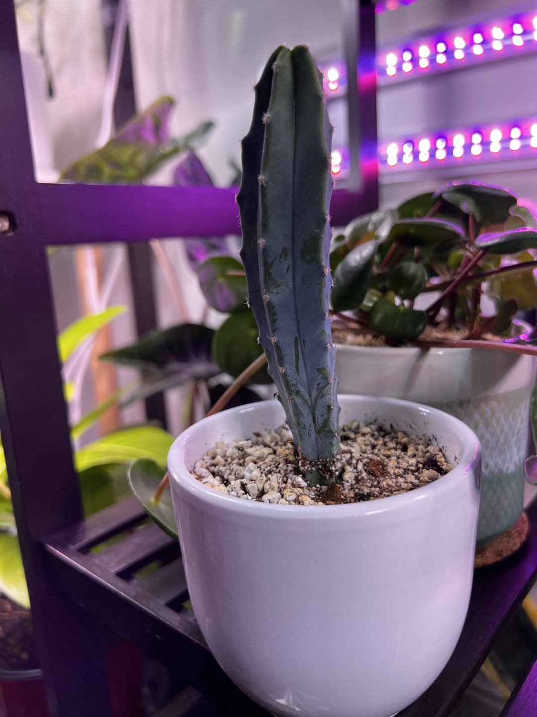 Cactus giveaway - photo 5