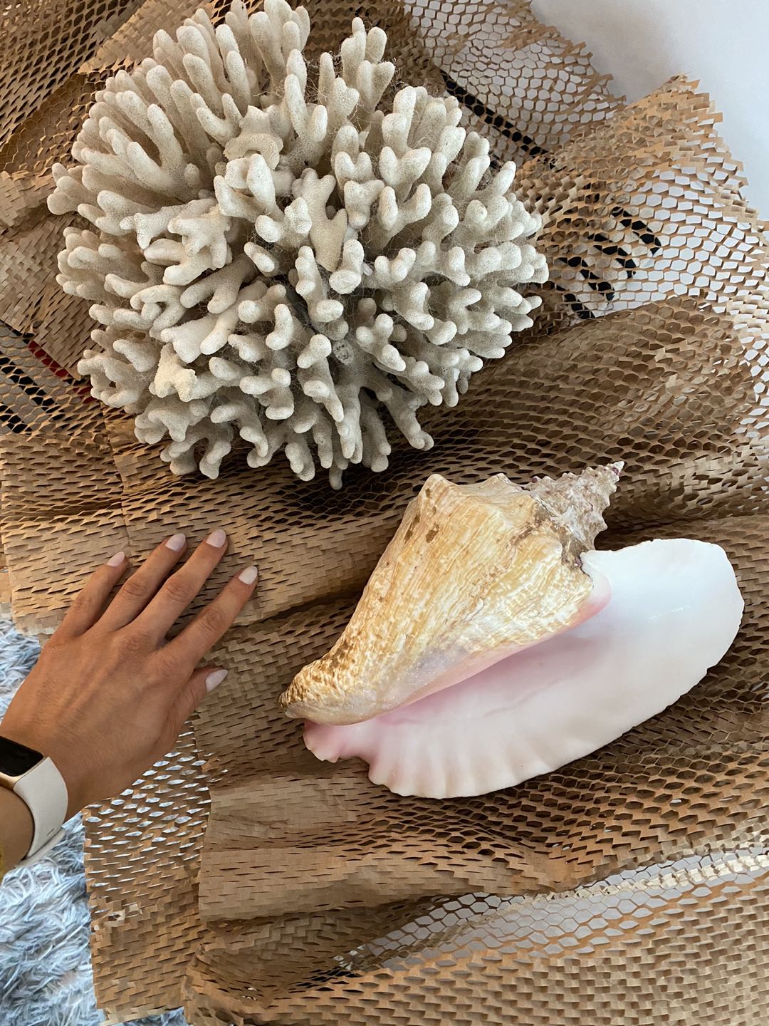Stunning Huge Coral and SeaShell 🐚 thumbnail