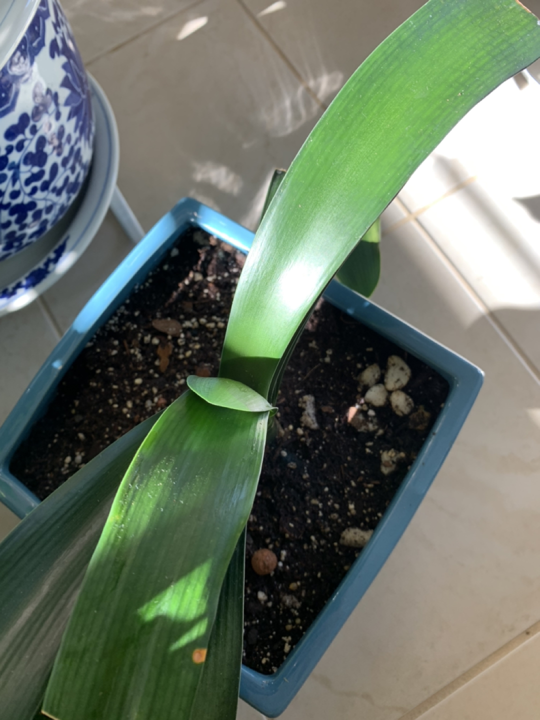 Large Clivia in Ceramic Pot - photo 2