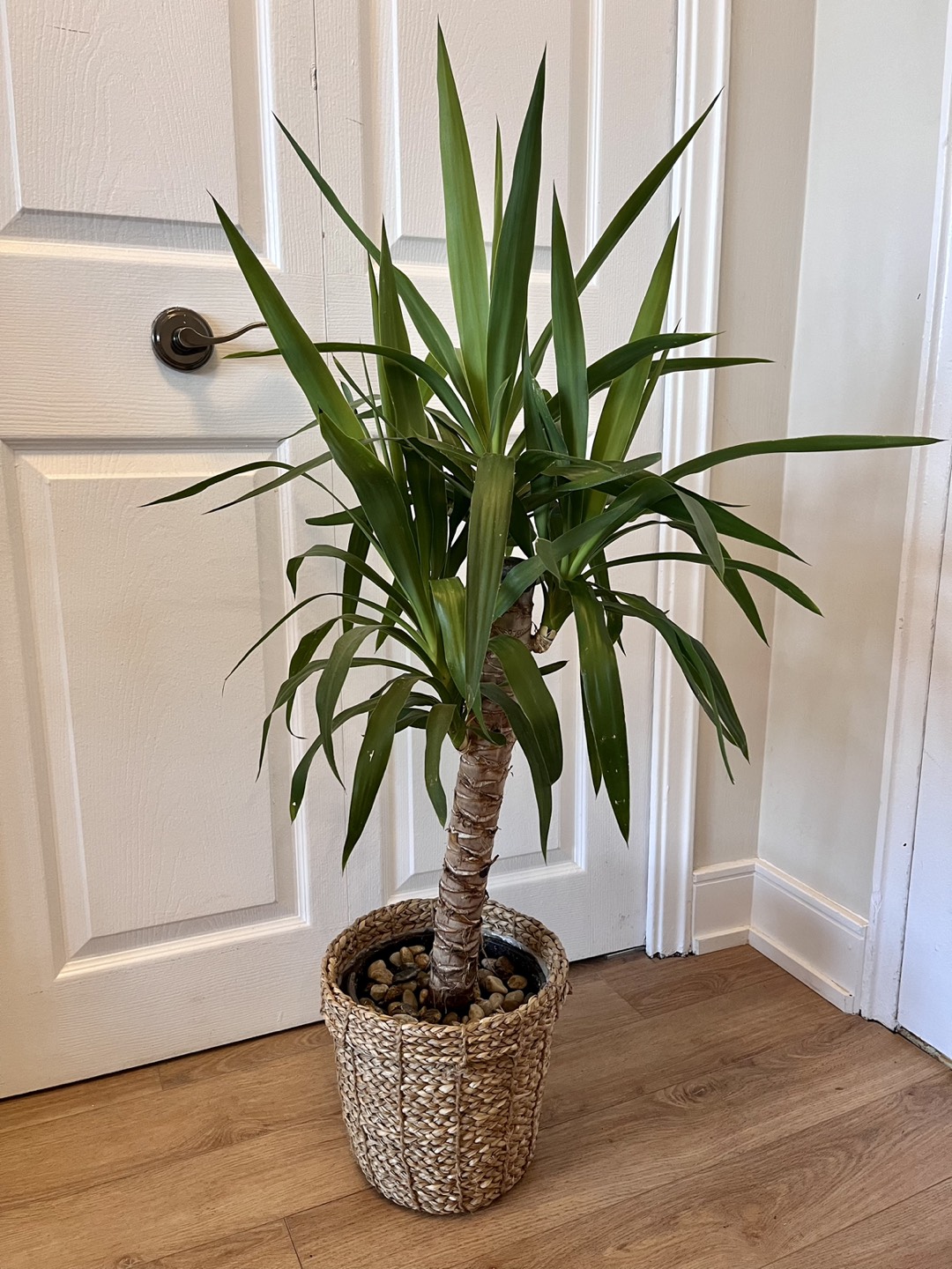 Tall Tropical Plant/Tree thumbnail