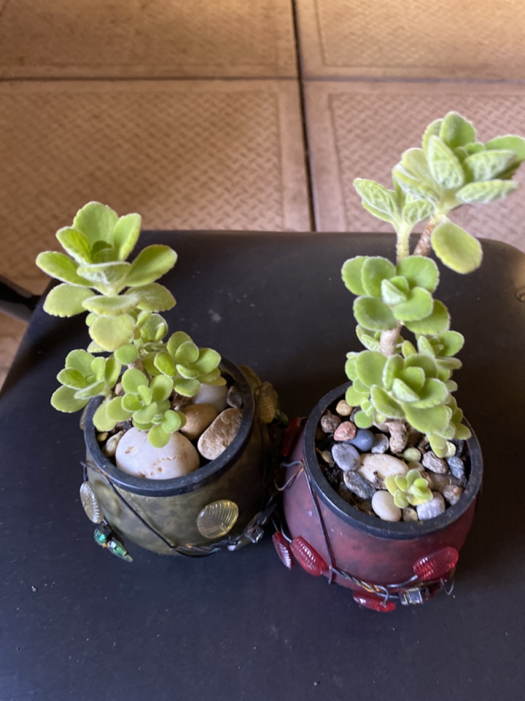 Green plants image indicator(3)