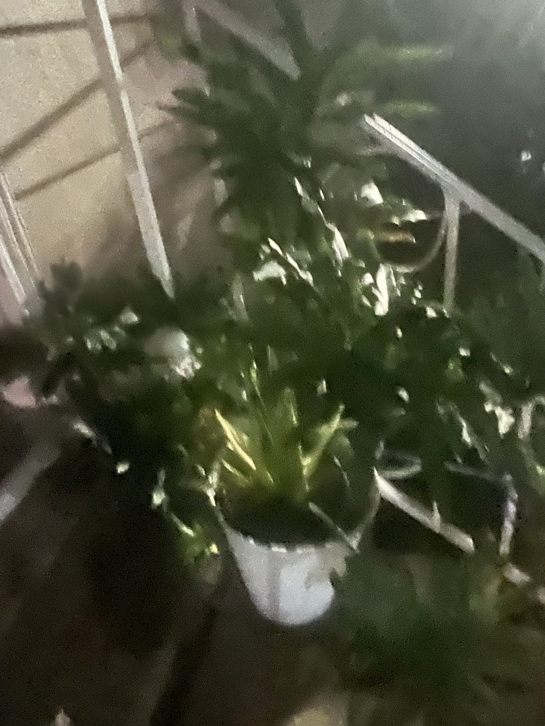 Plant from IKEA for $40