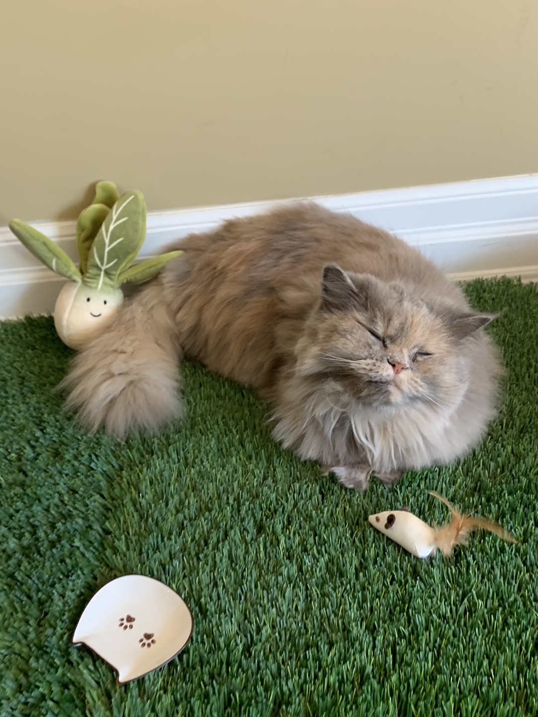Pet PlushBed + Giveaway - photo 5