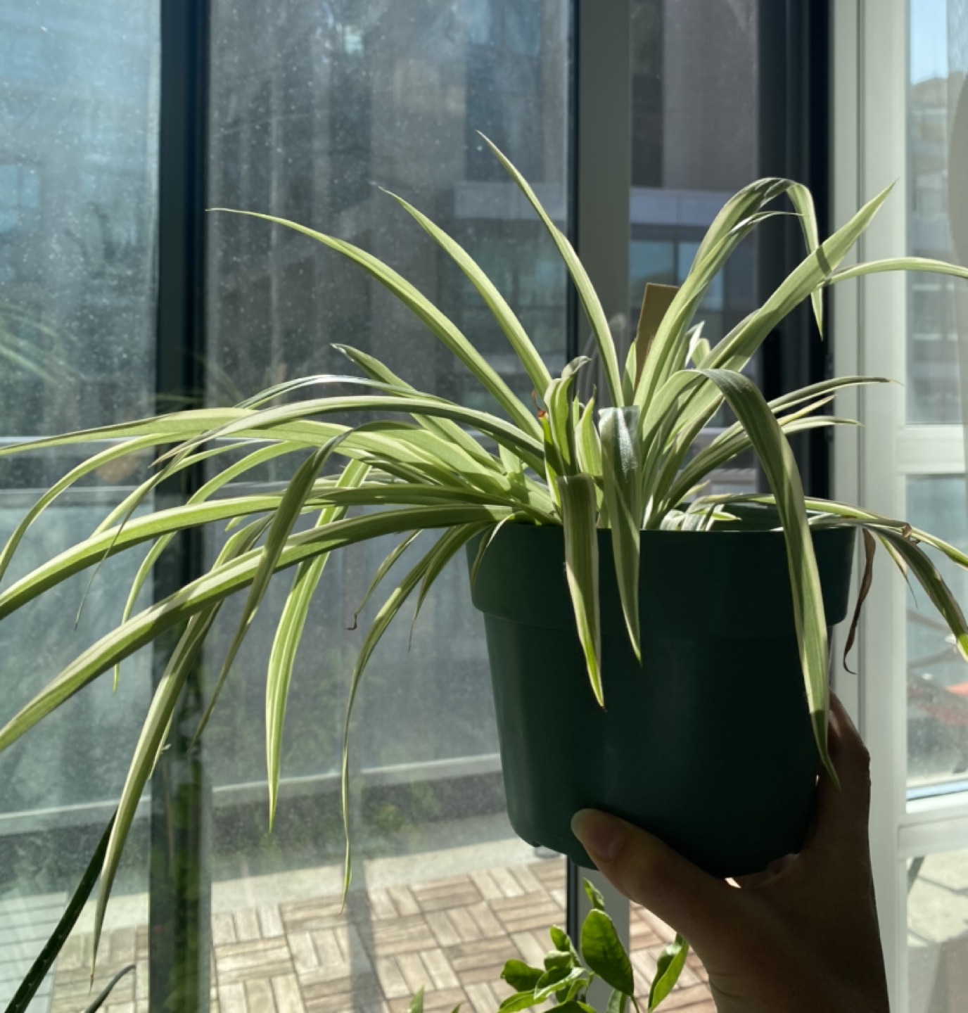 Spider plant ^.^