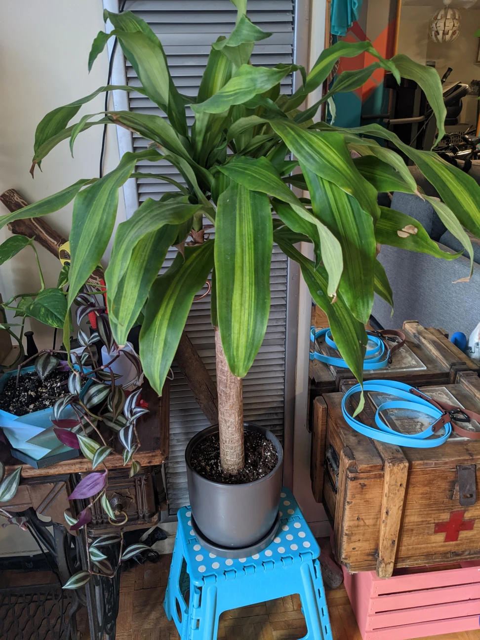 Dracaena fragrans plant I need to part with thumbnail