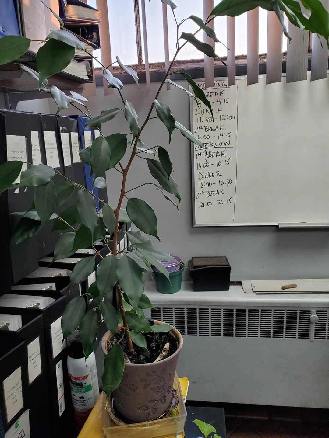2 1/2" tall ficus thumbnail