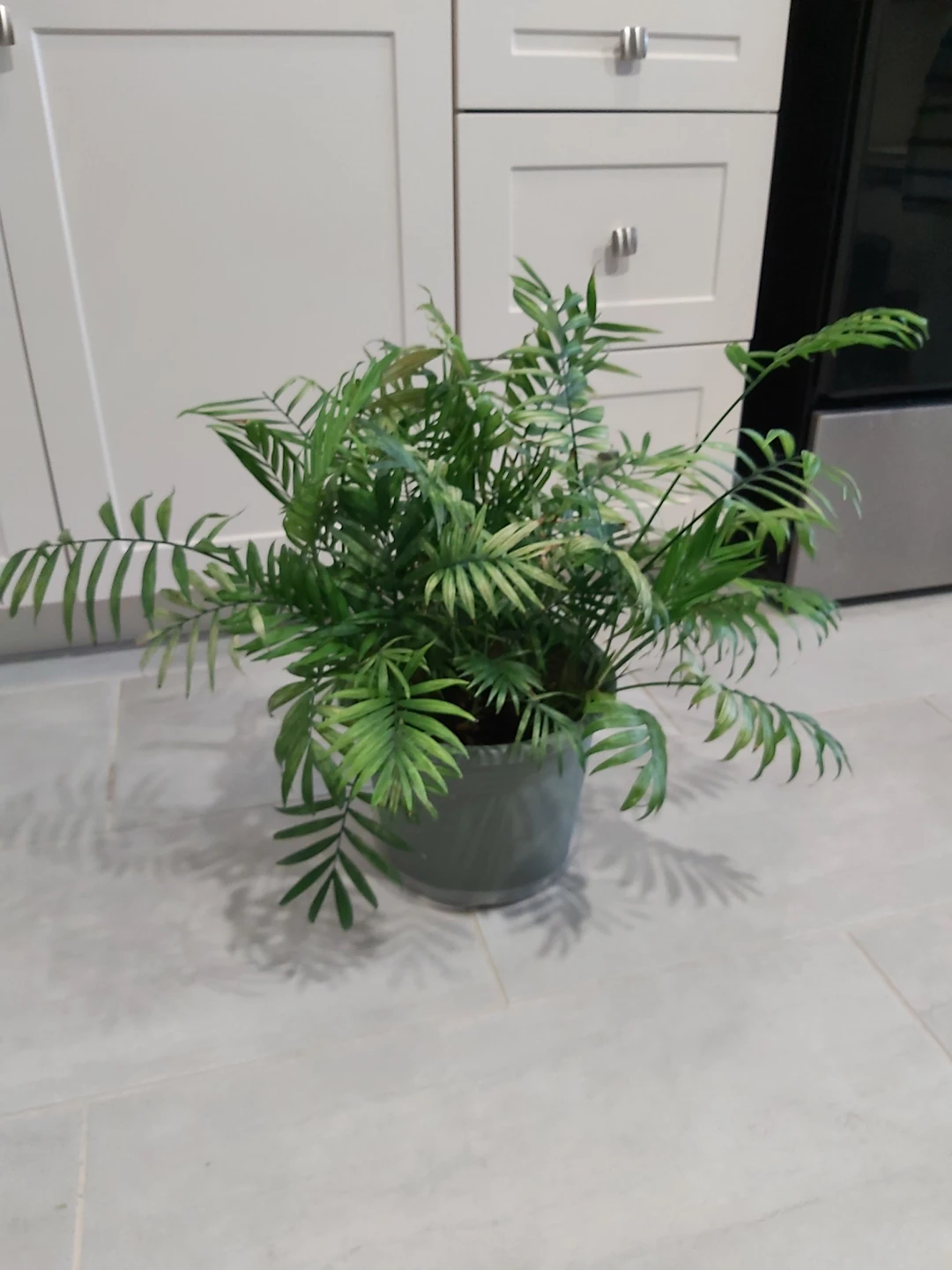 Parlor Palm Tree (Indoor Plant) thumbnail