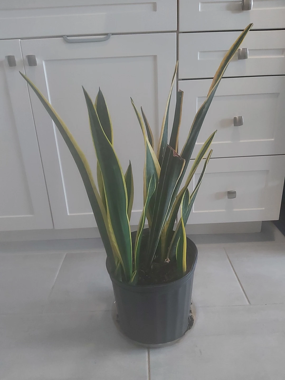 Snake Plant thumbnail