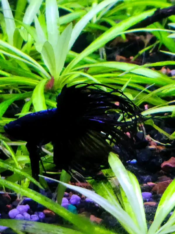 Black Orchid Crowntail Betta Fish - photo 4