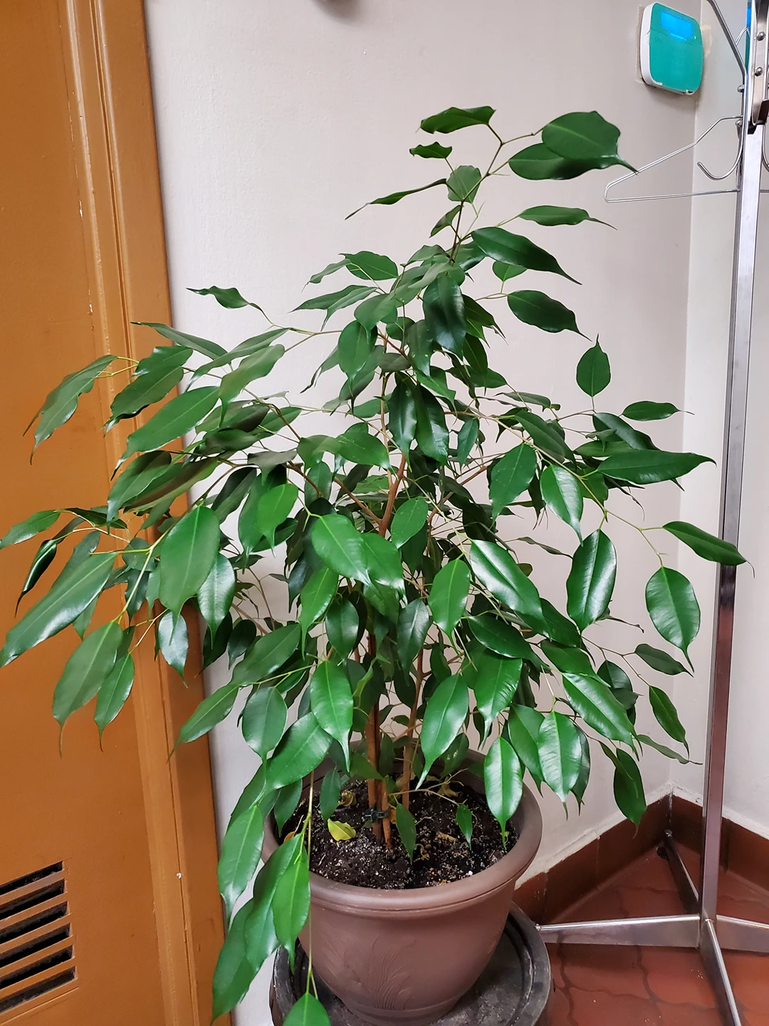 Indoor ficus