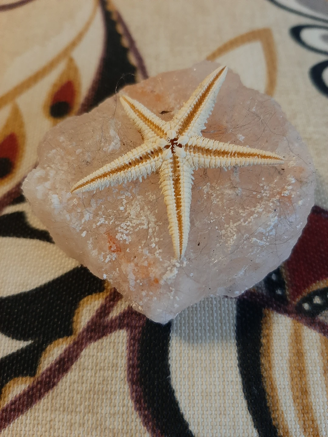 Sea Star on Himalayan salt, good fengshui thumbnail
