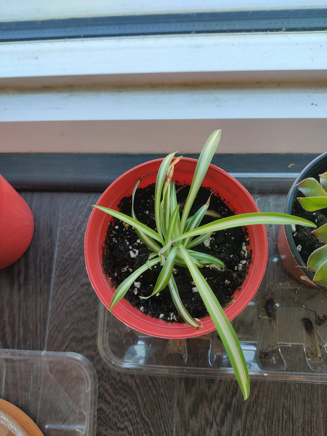 Baby spider plant thumbnail