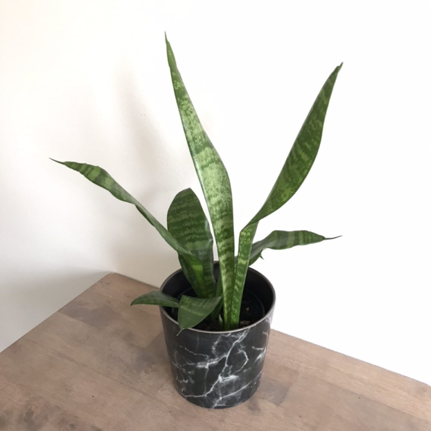 Snake plant with pot thumbnail