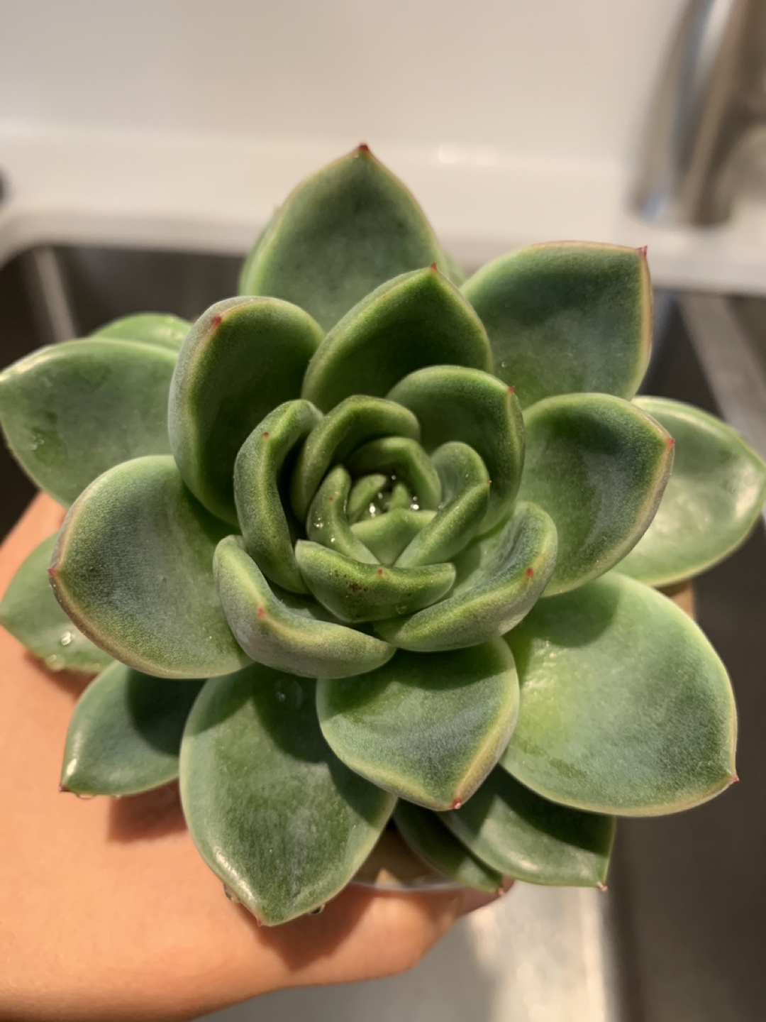 Rare Korean Enchivera Succulent 🪴