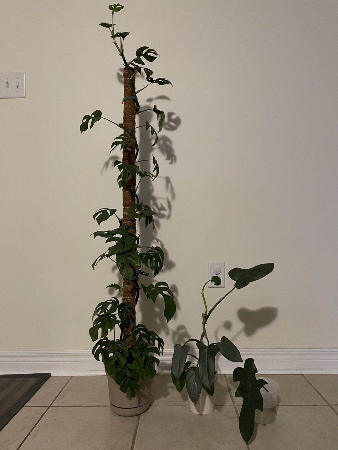 Plant purge thumbnail