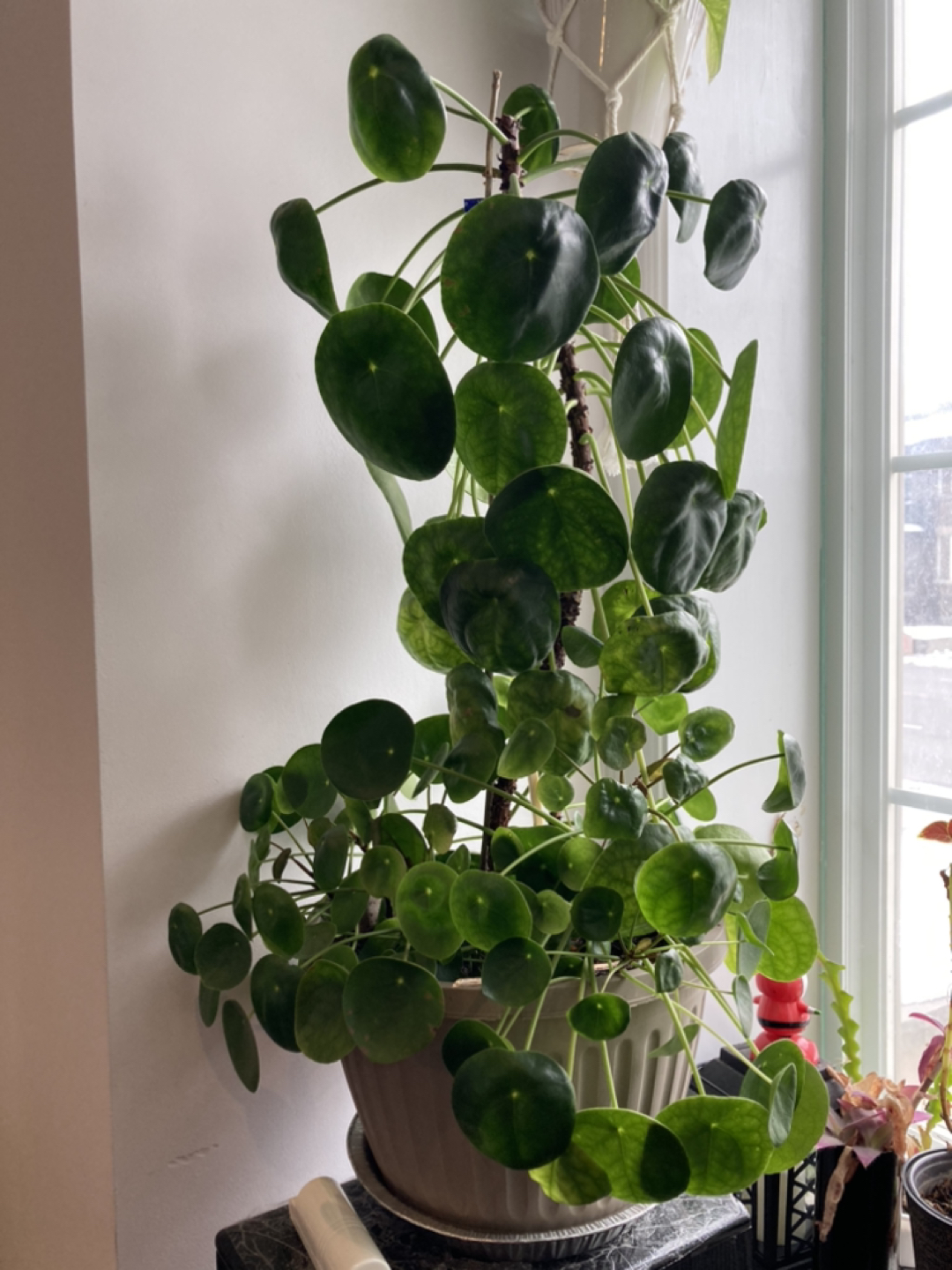 pilea-Chinese money tree - photo 2
