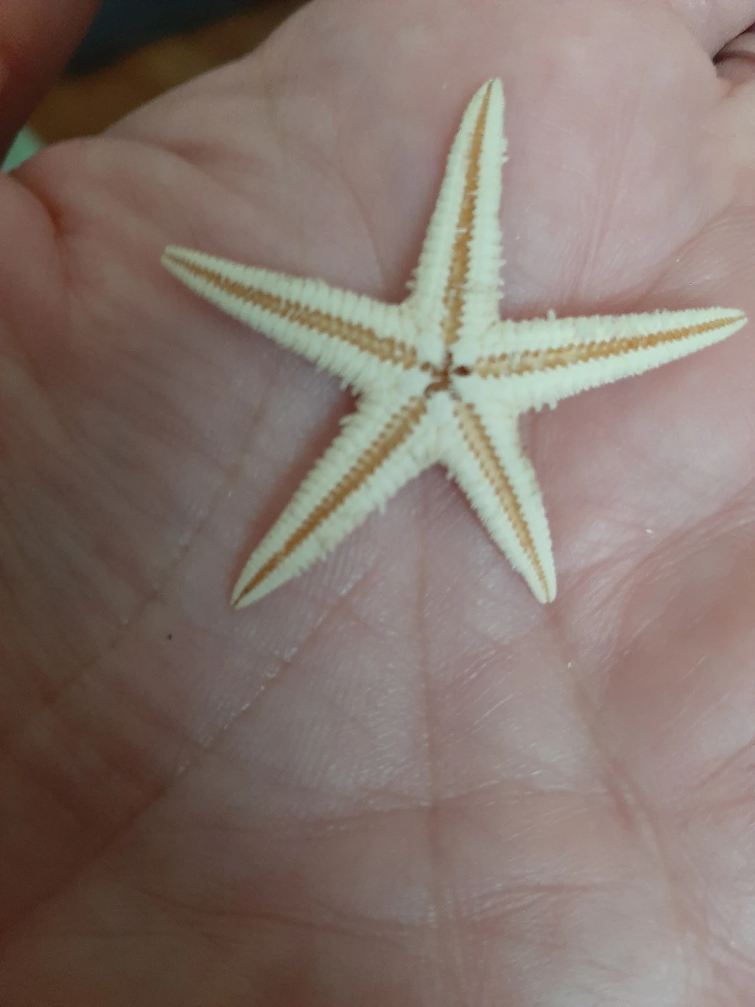 sea star, #freecycle thumbnail