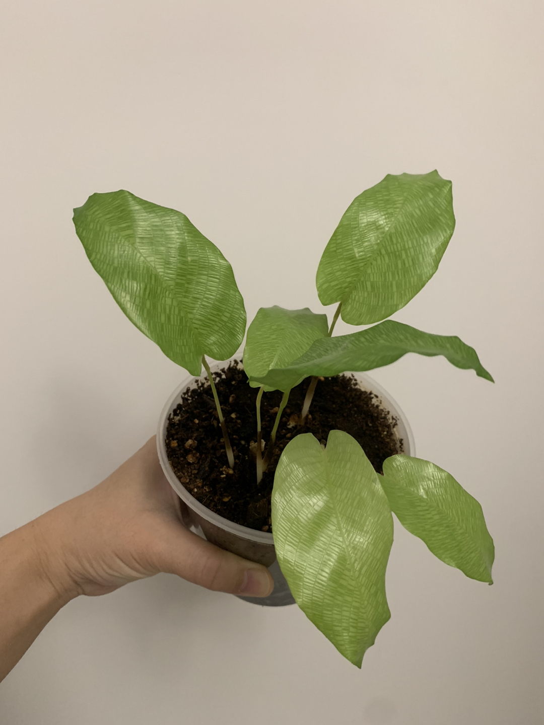 Calathea Network image indicator(2)