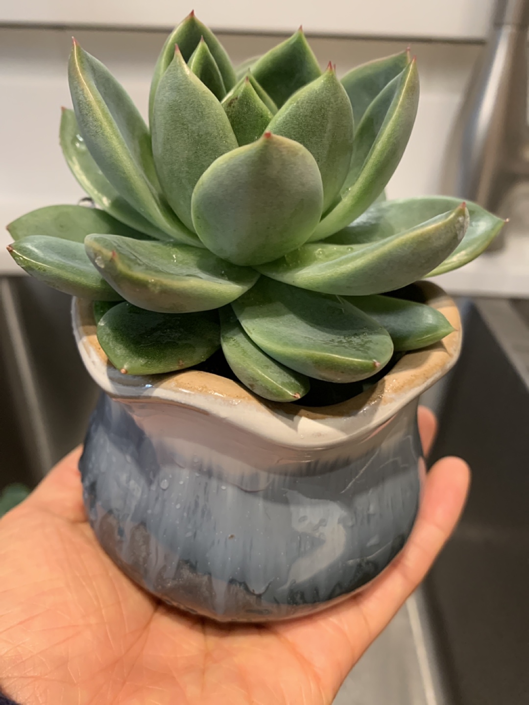 Rare Korean Enchivera Succulent 🪴 - photo 2