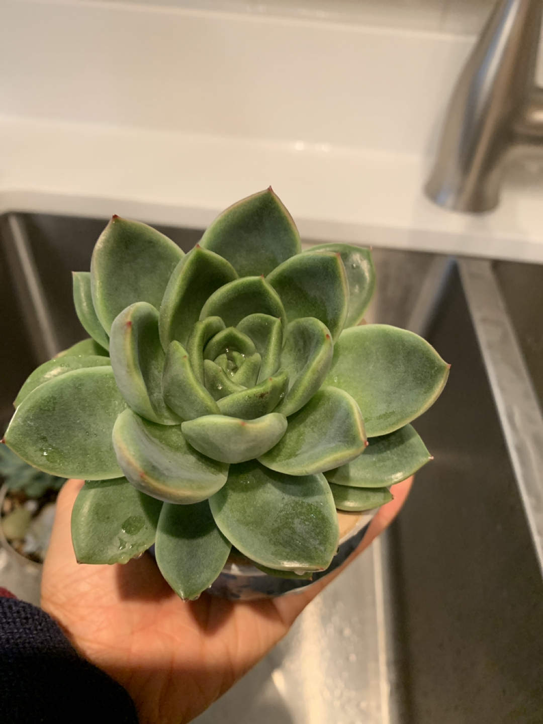 Rare Korean Enchivera Succulent 🪴 - photo 3