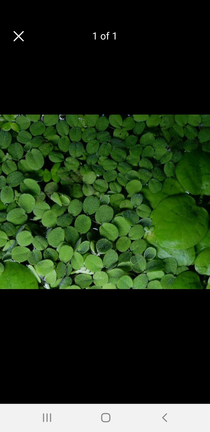 Salvinia Minima - Floating aquarium plant thumbnail