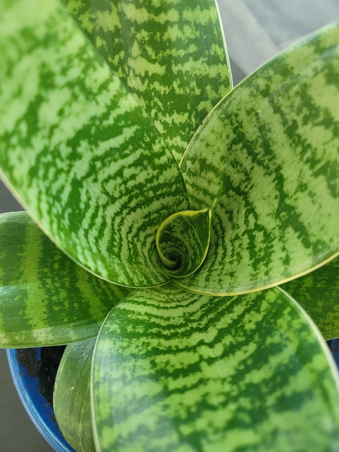 short snake plant image indicator(3)