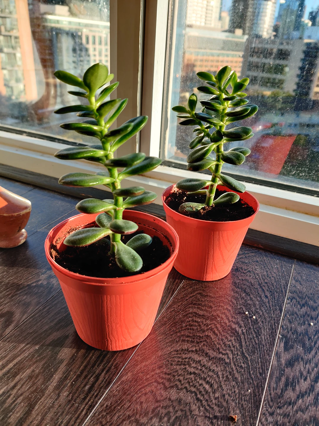 Jade plant ⚽ image indicator(2)