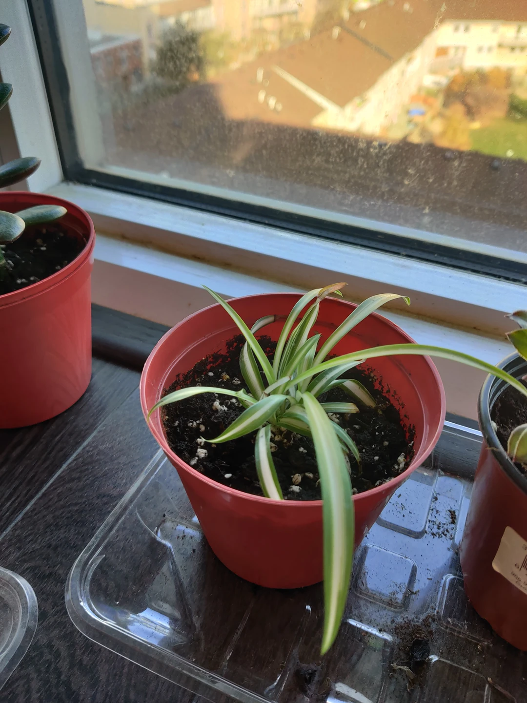 Baby spider plant image indicator(2)