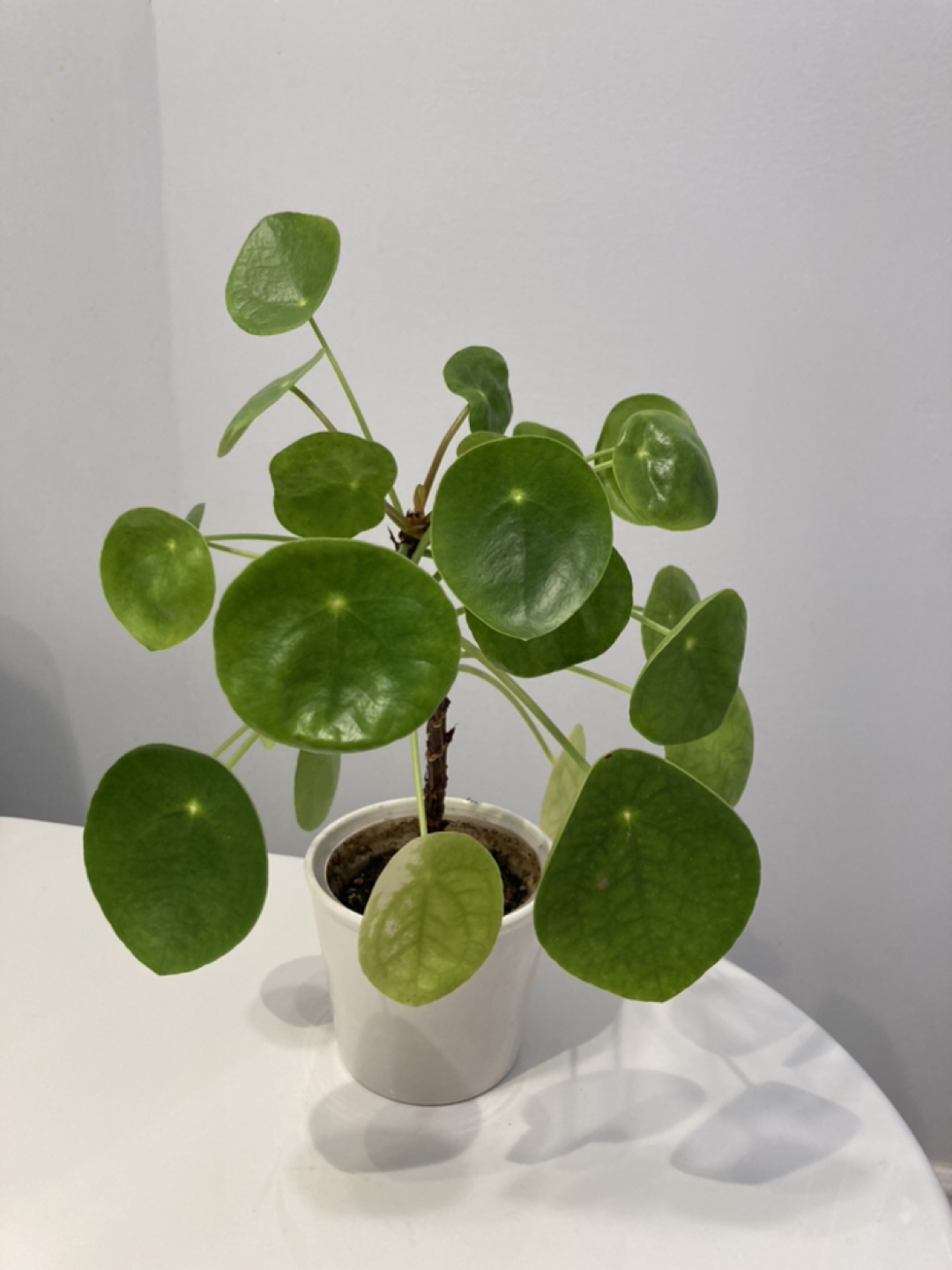 pilea-Chinese money tree - photo 4