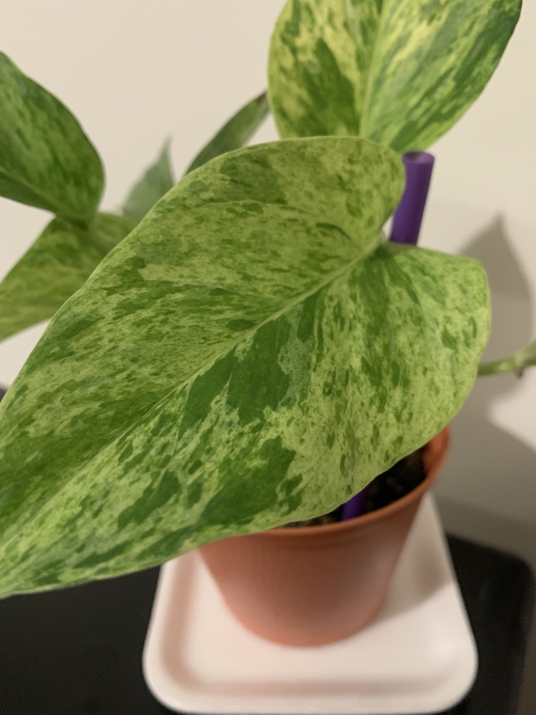 Marble Queen potho plant image indicator(2)