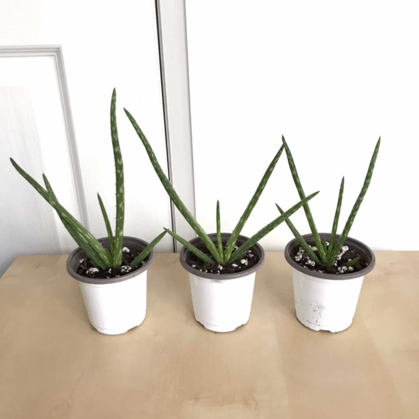 Aloe vera $4 each / 2 for $7 thumbnail