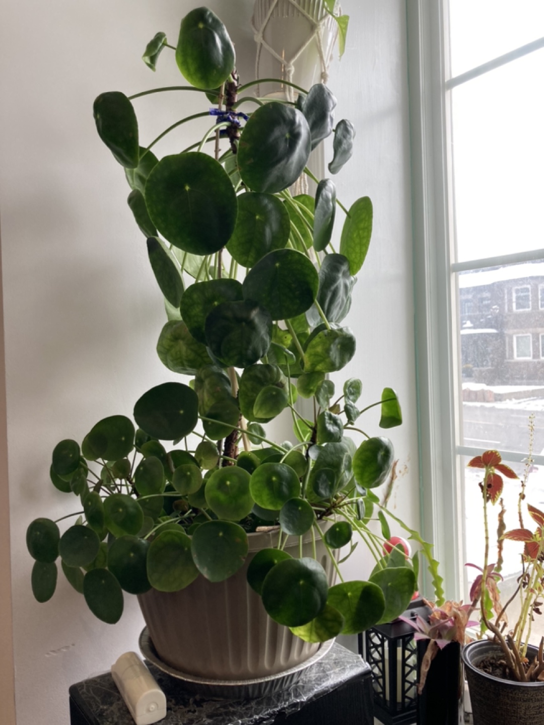 pilea-Chinese money tree