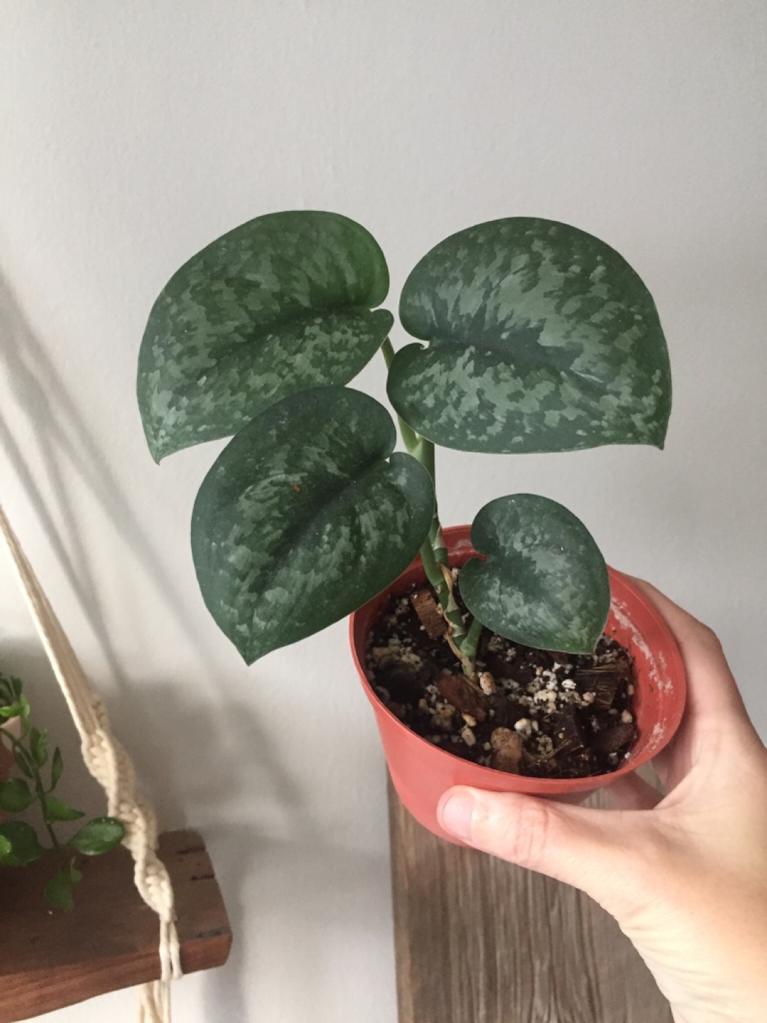 Scindapsus Silver Splash thumbnail