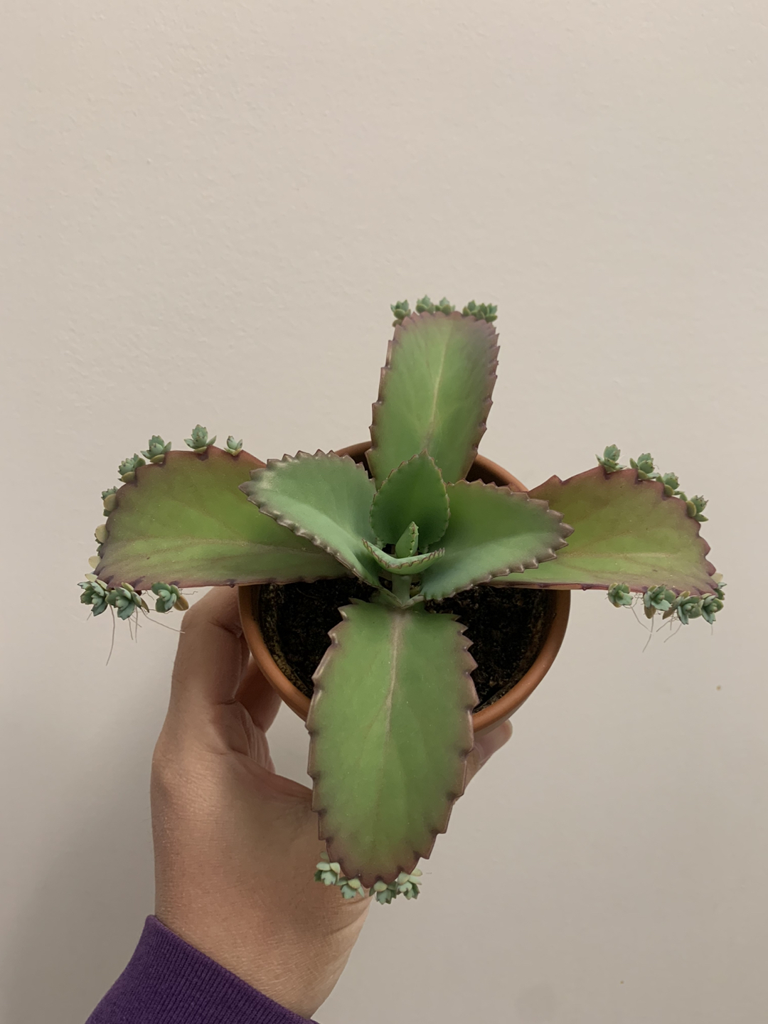 Mother of Thousands succulent plant thumbnail
