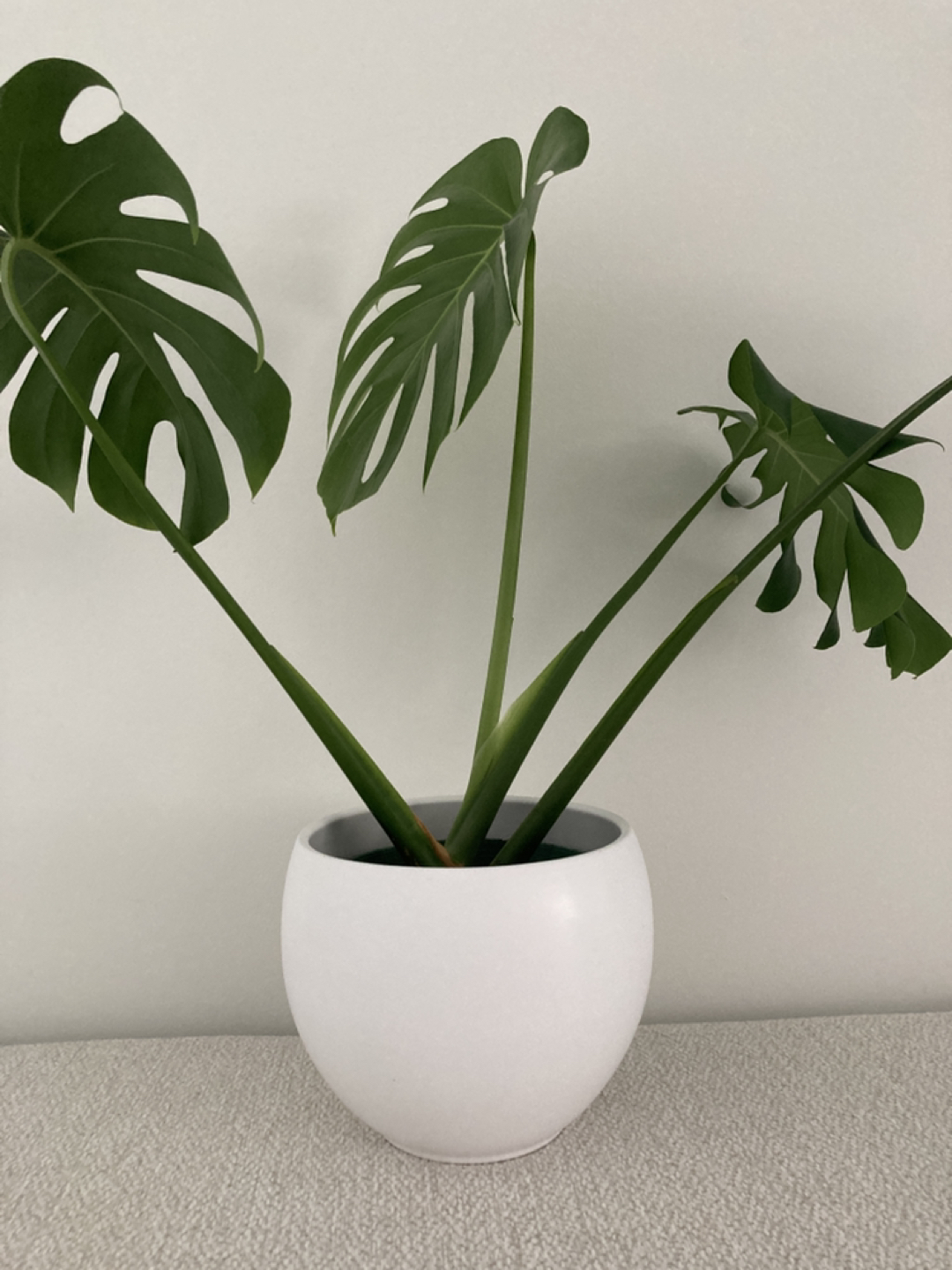White plant pot thumbnail
