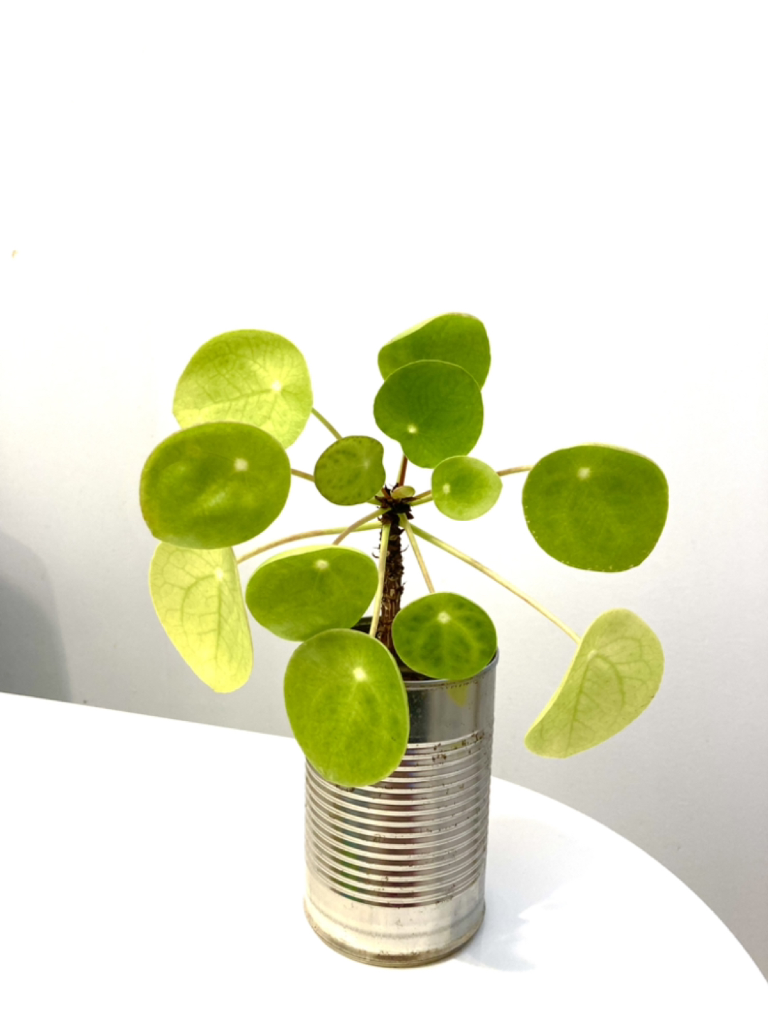 pilea-Chinese money tree - photo 3