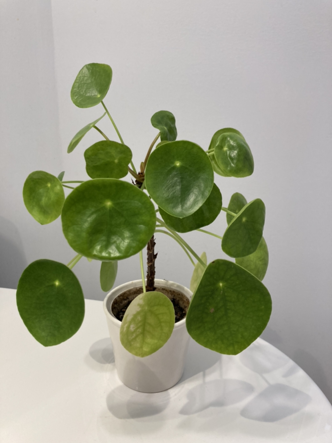 pilea-Chinese money tree - photo 5
