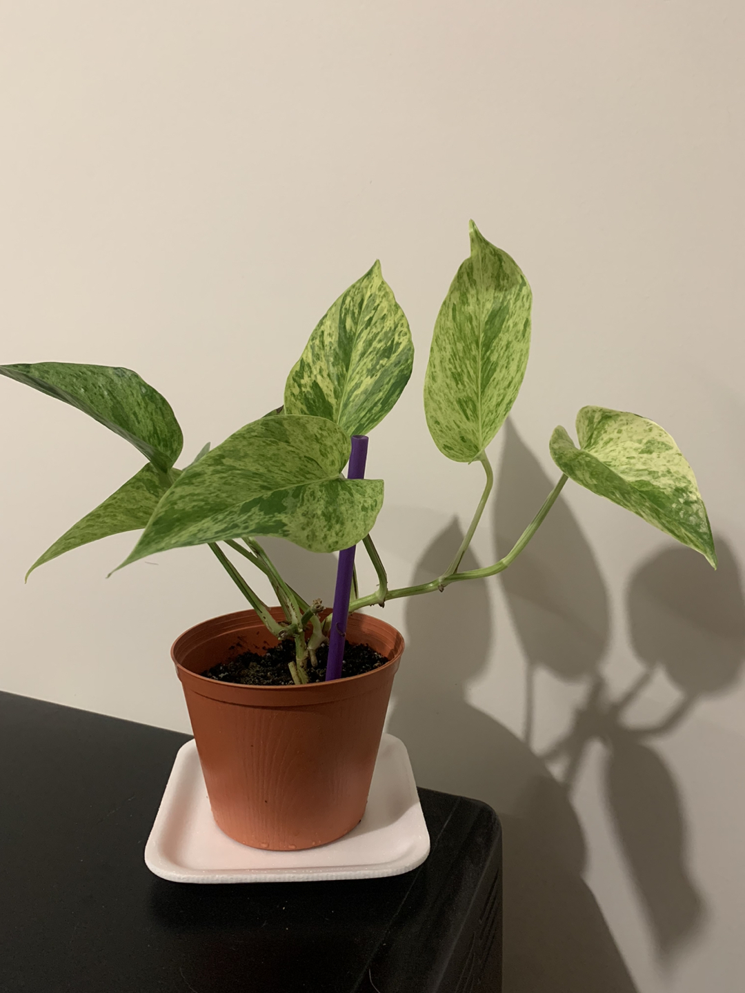 Marble Queen potho plant thumbnail