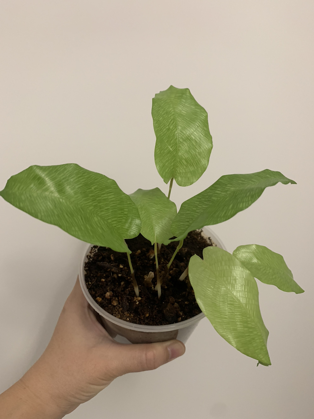 Calathea Network thumbnail