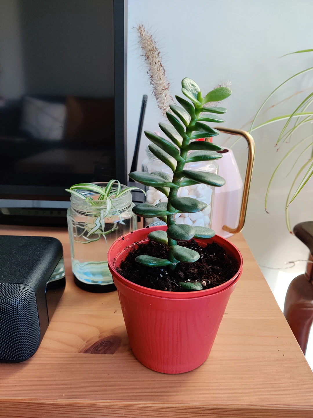 Jade plant ⚽ image indicator(3)