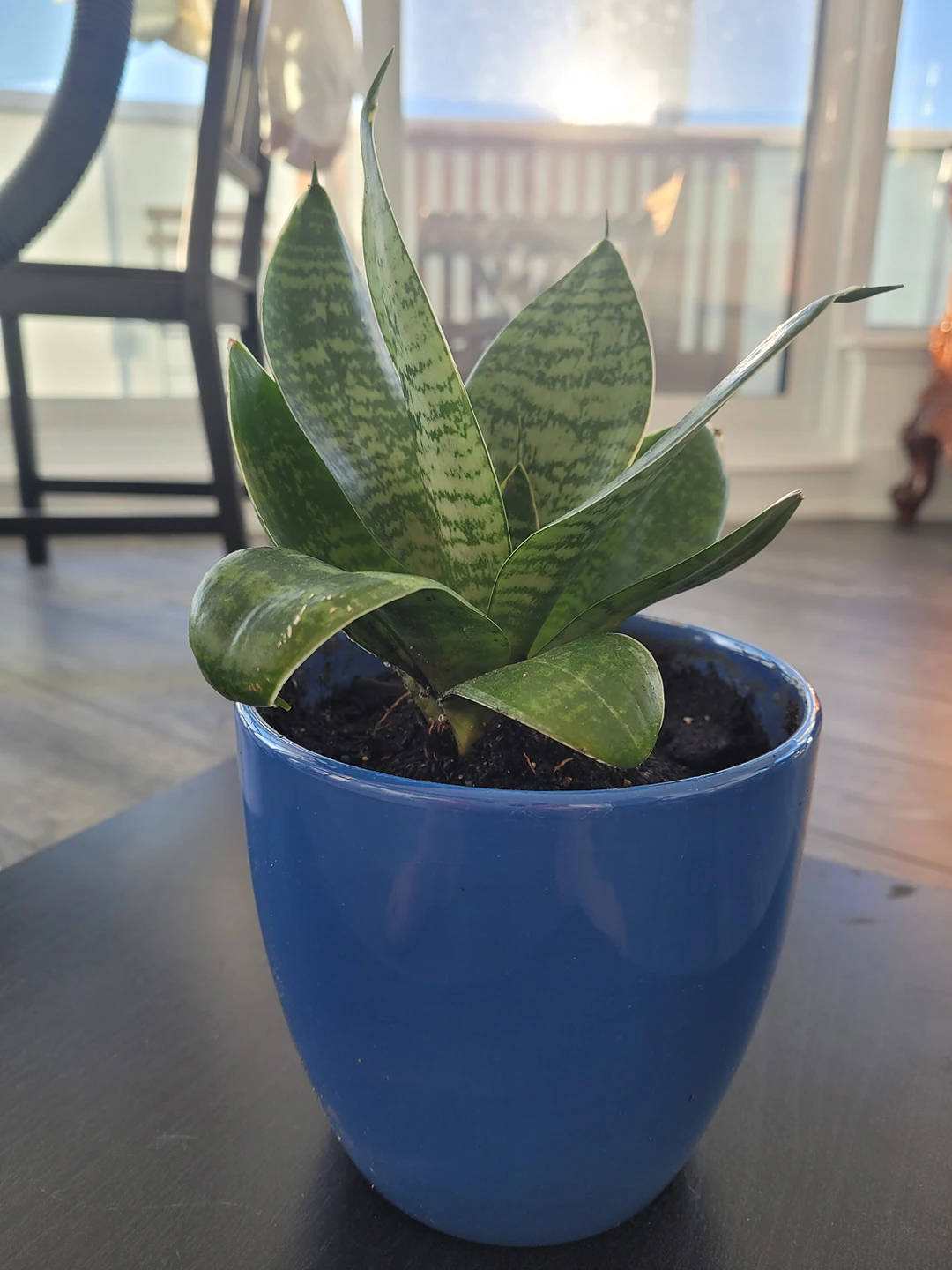 short snake plant image indicator(2)