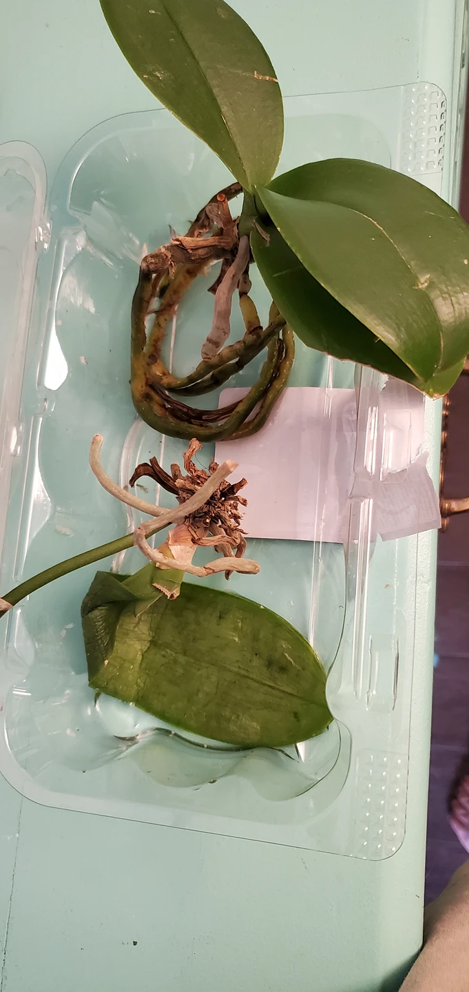 Free mini orchid plants #freecycle thumbnail