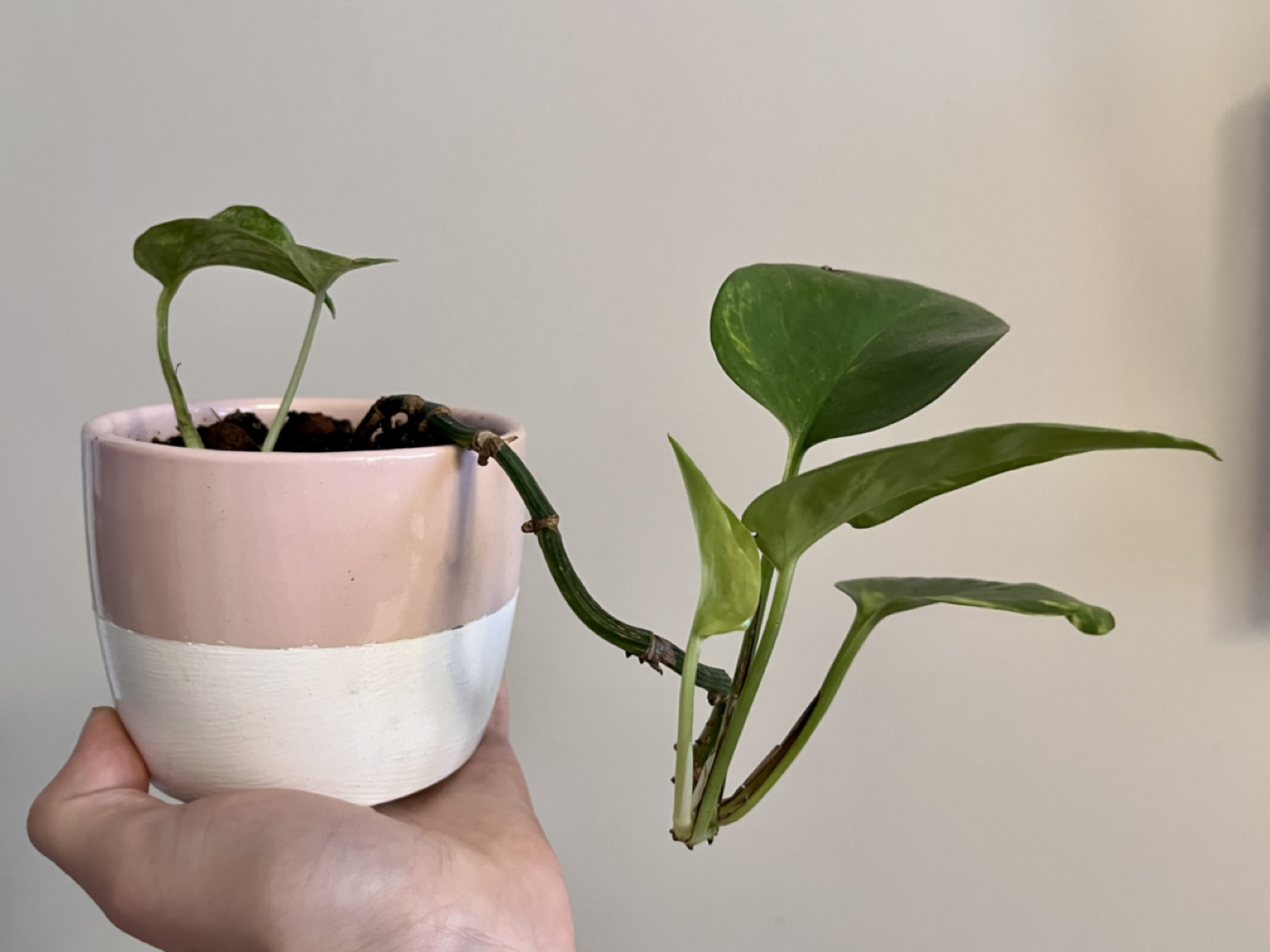 Pothos - trailing plant. Comes with pot! thumbnail