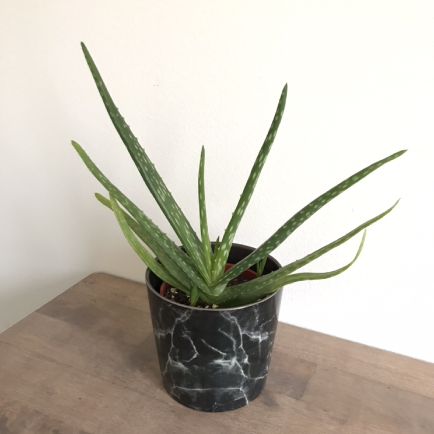 Aloe vera with black marble pot thumbnail