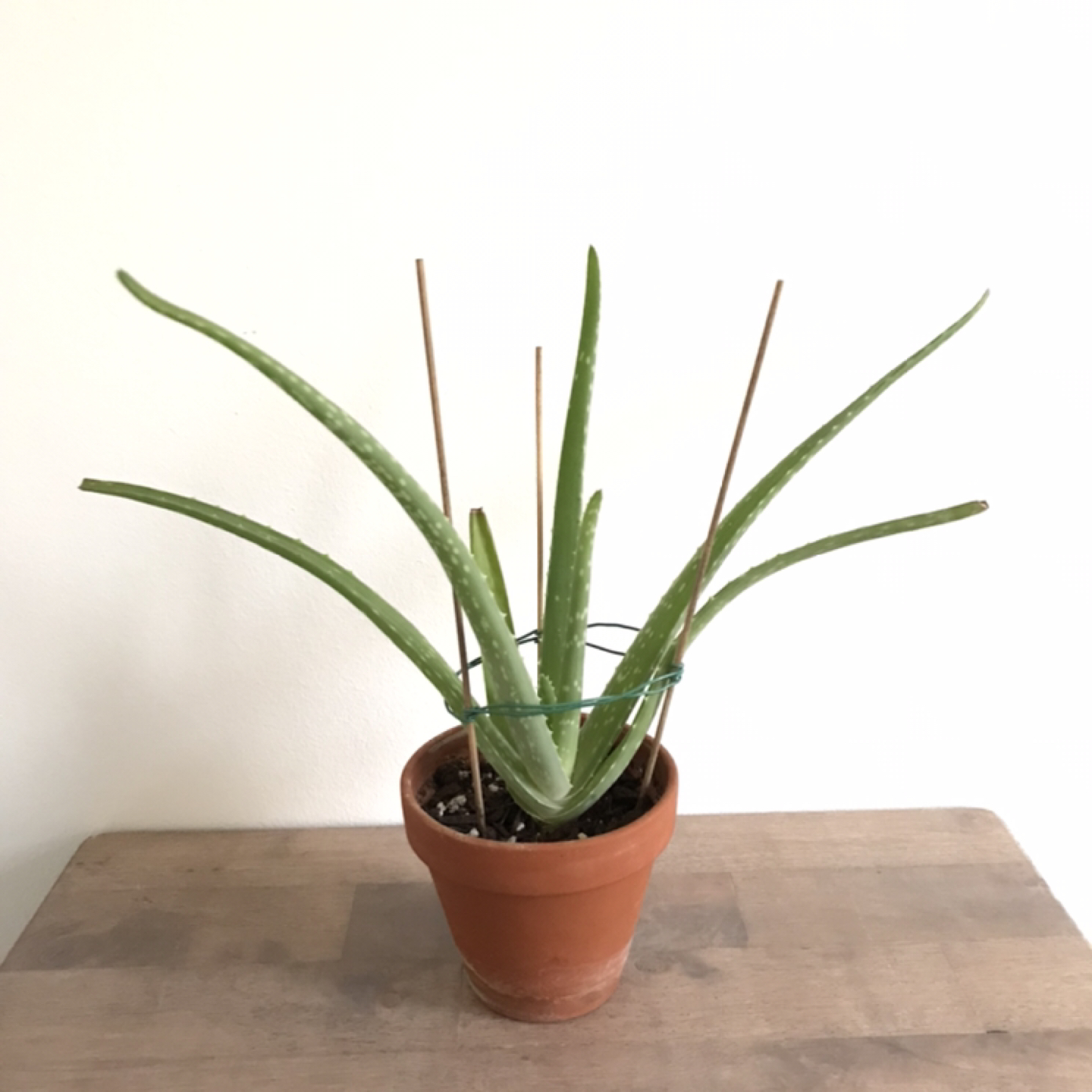 4” aloe vera thumbnail