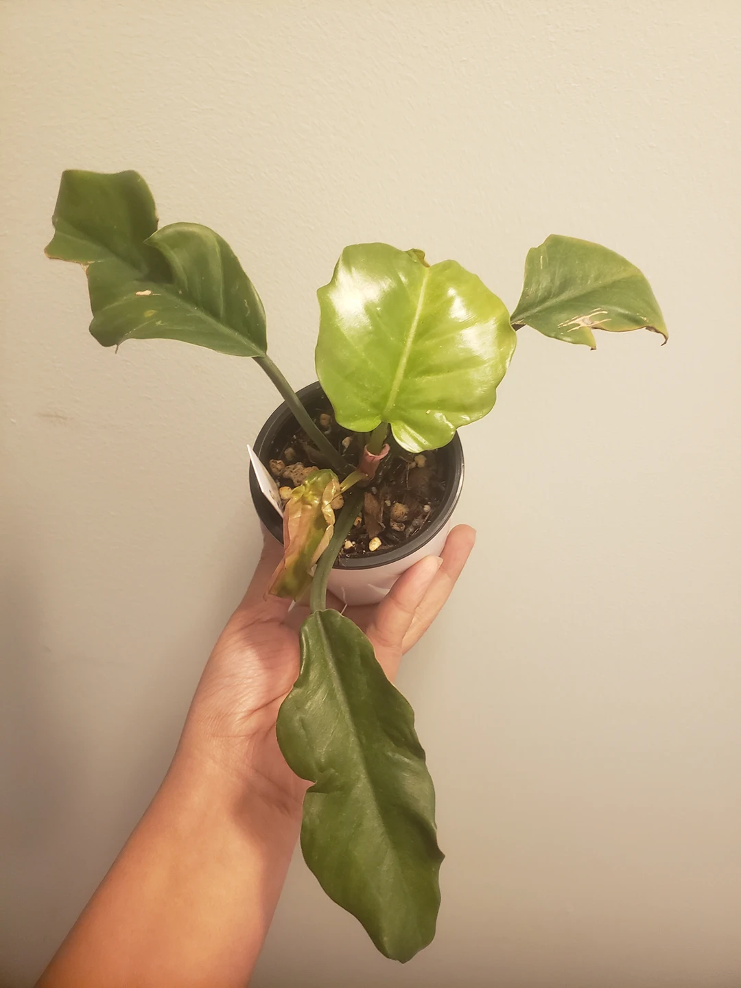 Various Houseplants- Philodendron, Syngonium, Hoya - photo 5