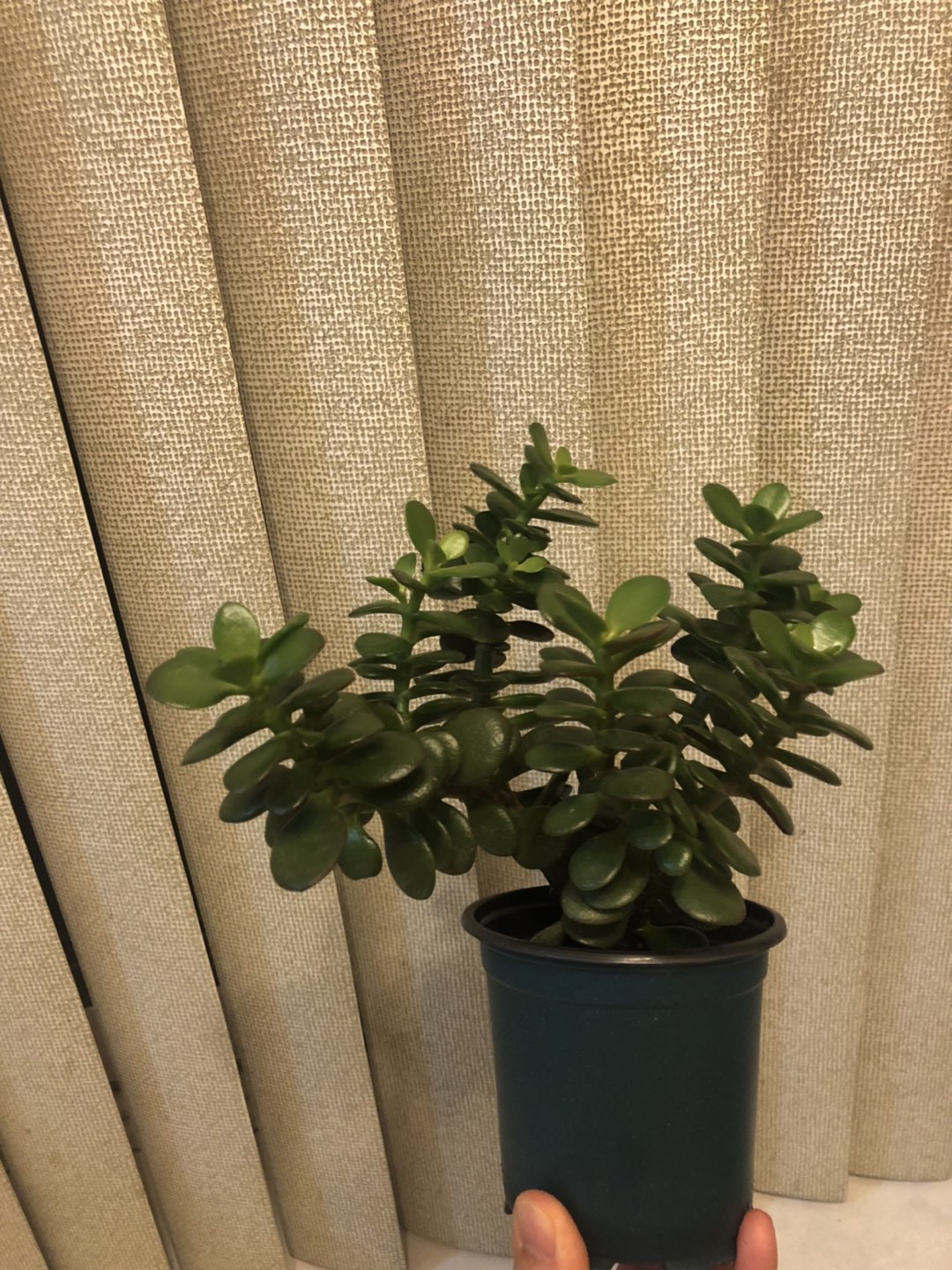 Jade tree in 3.5’ pot, growing well