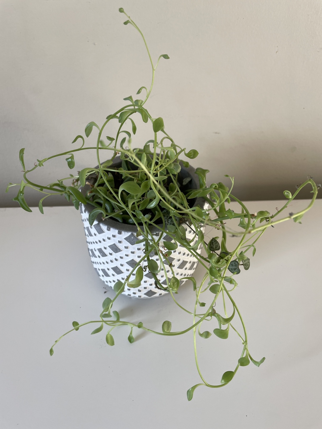 String of dolphin